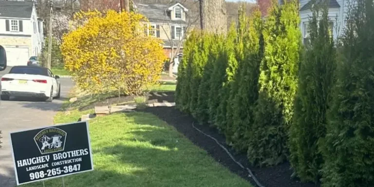 privacy hedge installs